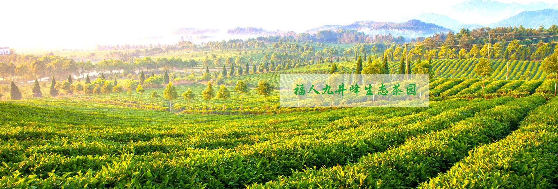 湖北有機(jī)綠茶