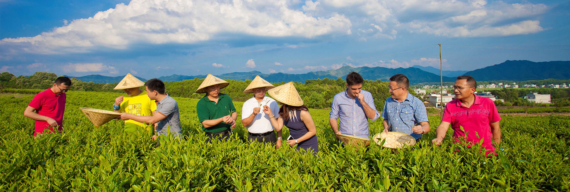 湖北有機(jī)茶廠(chǎng)家